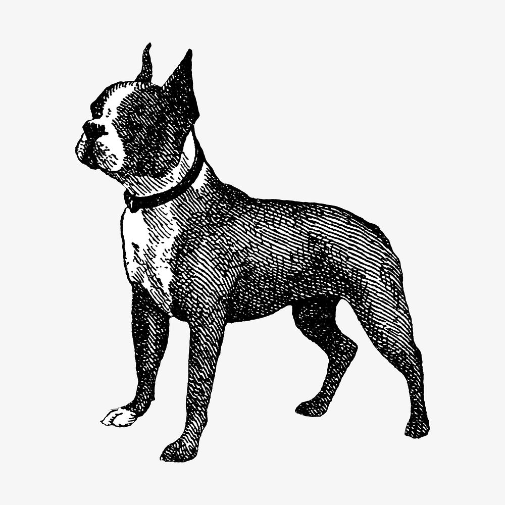 Boston Terrier dog vintage illustration. Remixed by rawpixel. 