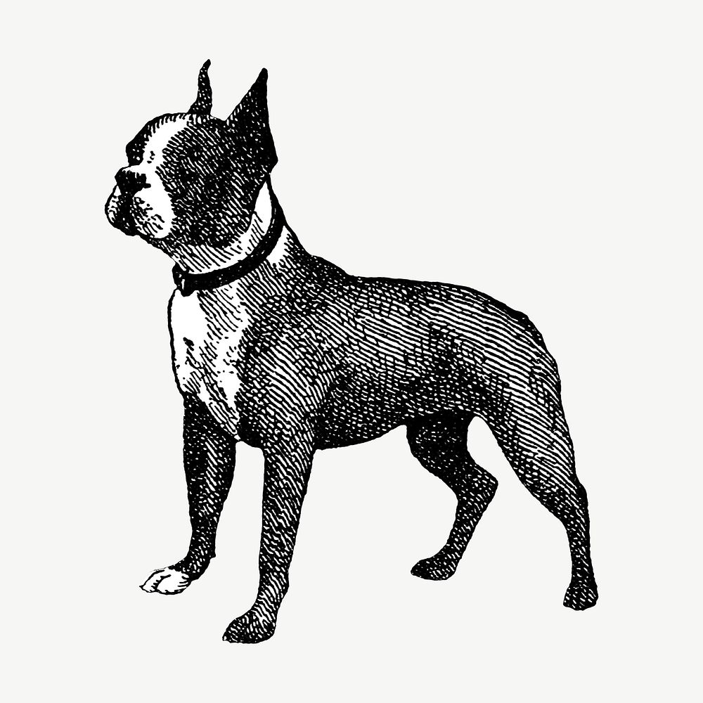 Boston Terrier dog  collage element, vintage illustration psd. Remixed by rawpixel. 