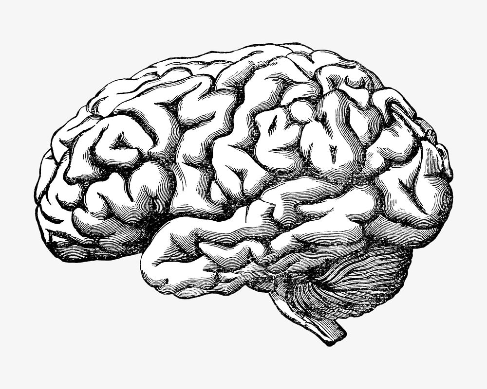 Human brain vintage illustration. Remixed by rawpixel. 