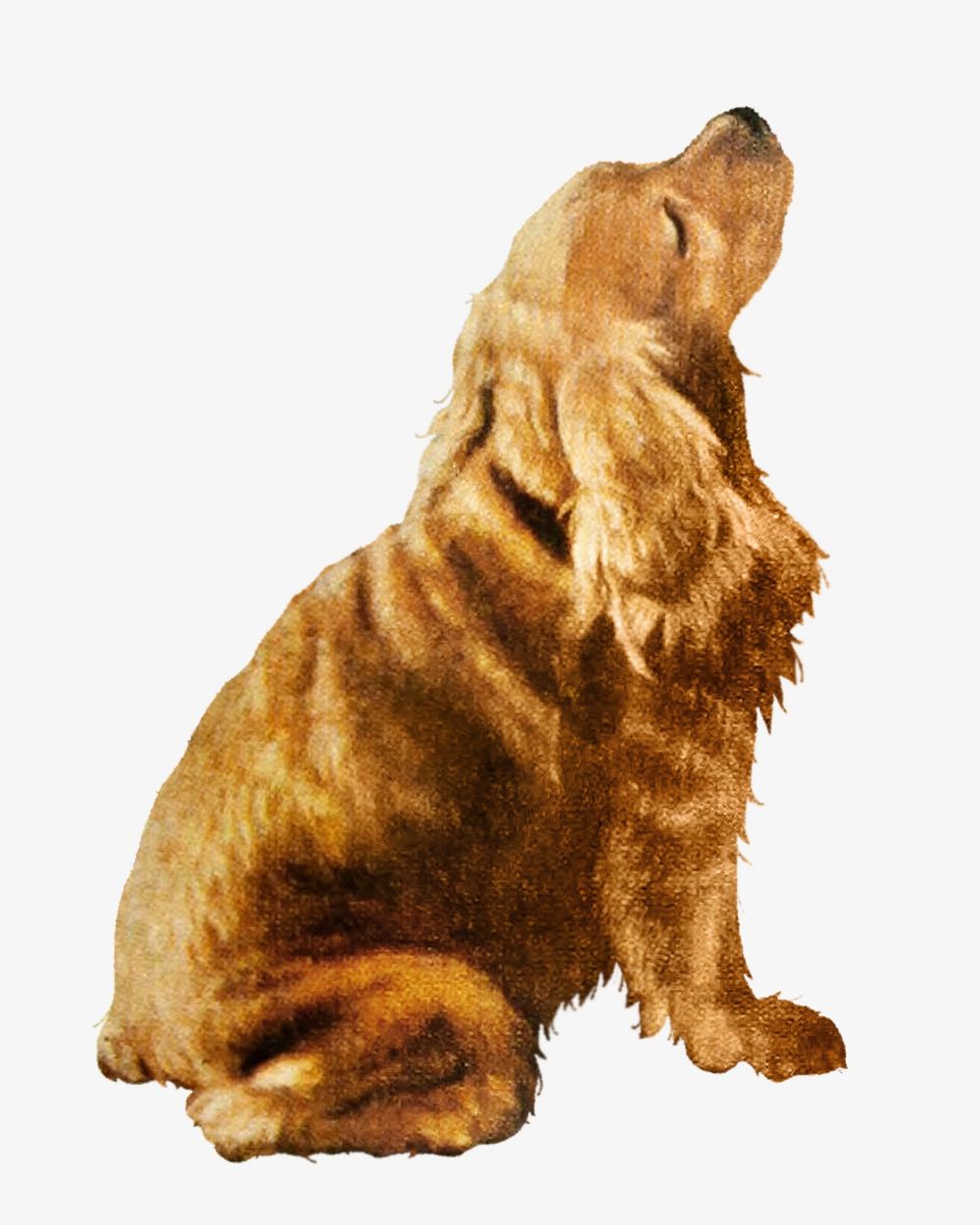 English Cocker Spaniel dog vintage illustration. Remixed by rawpixel. 