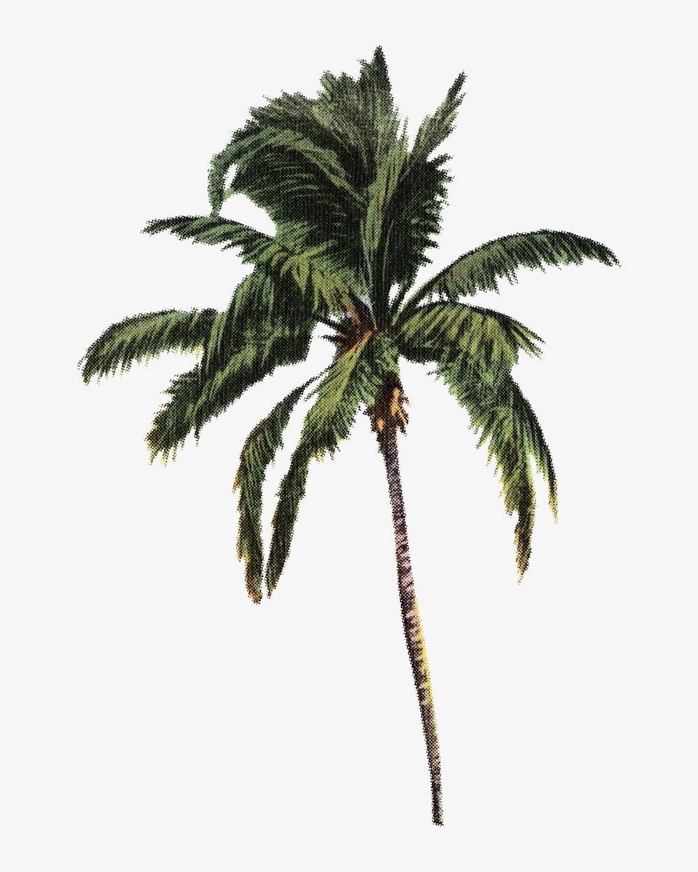 Vintage palm tree chromolithograph art. Remixed by rawpixel. 