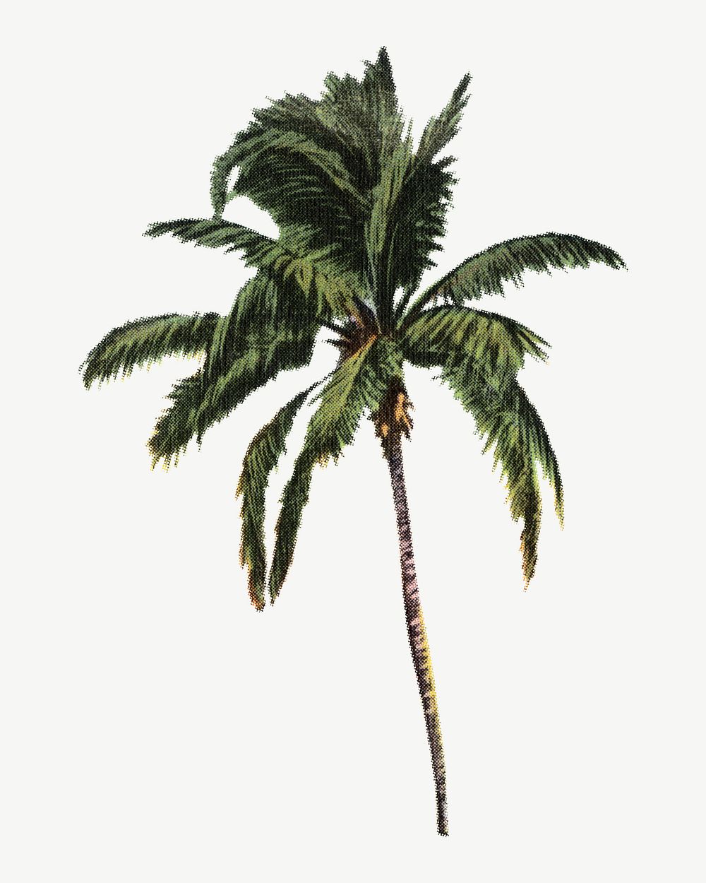 Vintage palm tree chromolithograph art psd. Remixed by rawpixel. 