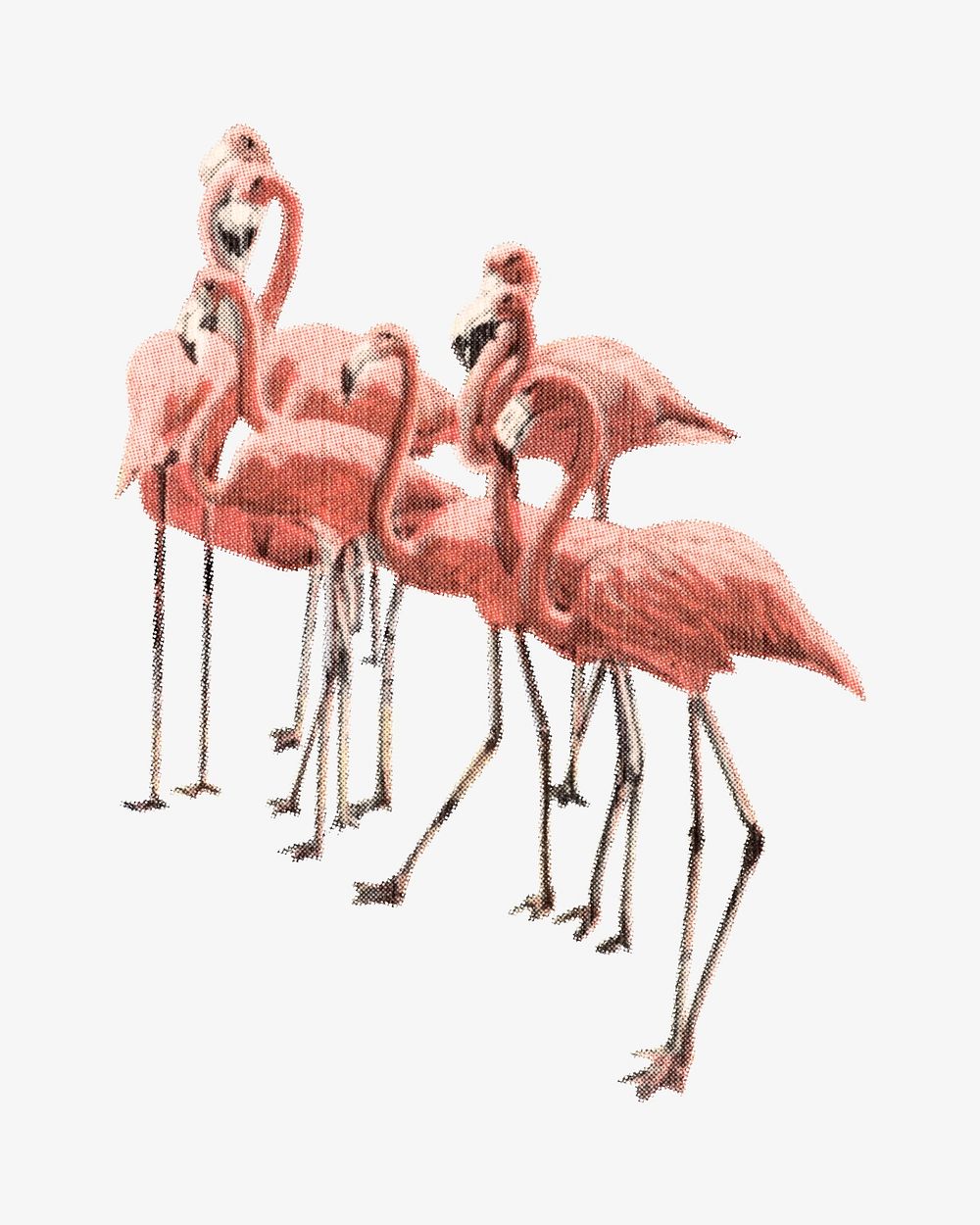 Flamingo birds vintage chromolithograph illustration. Remixed by rawpixel. 