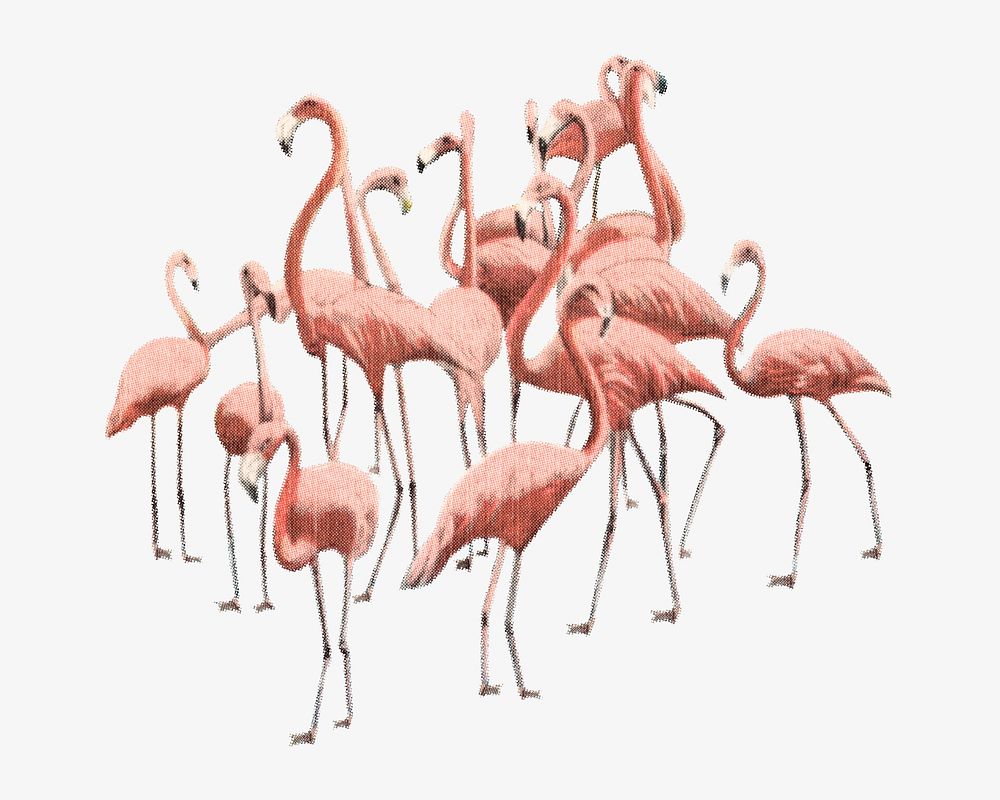 Flamingo birds vintage illustration. Remixed by rawpixel. 