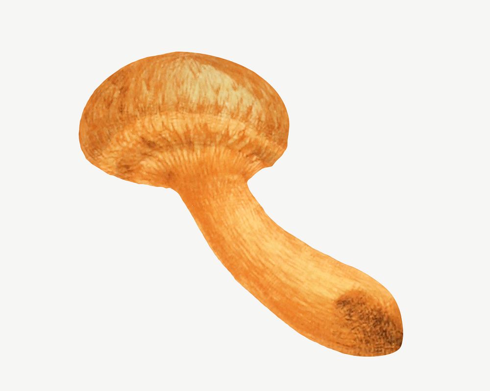 Orange mushroom, vintage botanical illustration by James Sowerby psd. Remixed by rawpixel.