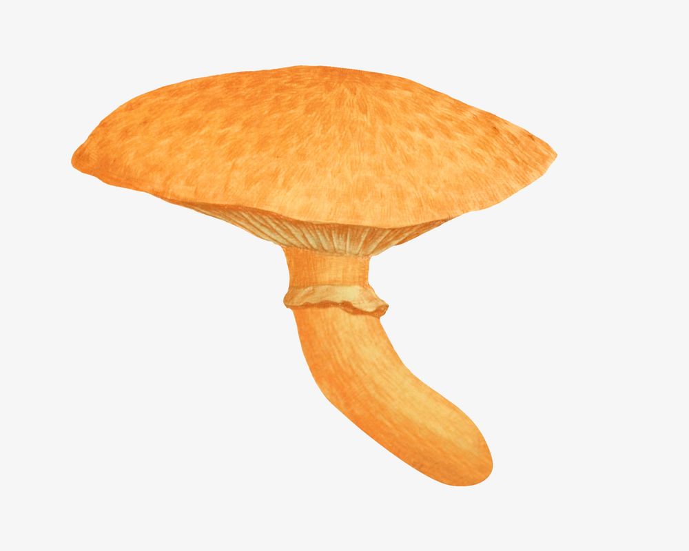 Orange mushroom, vintage botanical illustration by James Sowerby. Remixed by rawpixel.