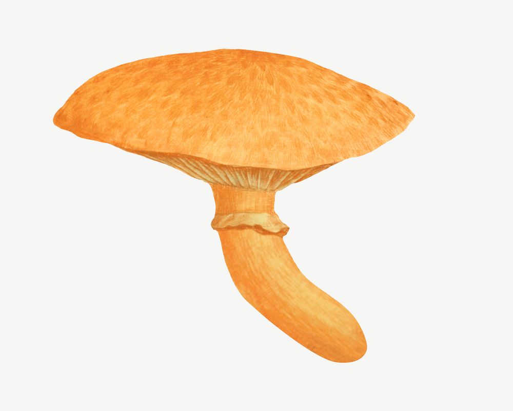 Orange mushroom, vintage botanical illustration by James Sowerby psd. Remixed by rawpixel.