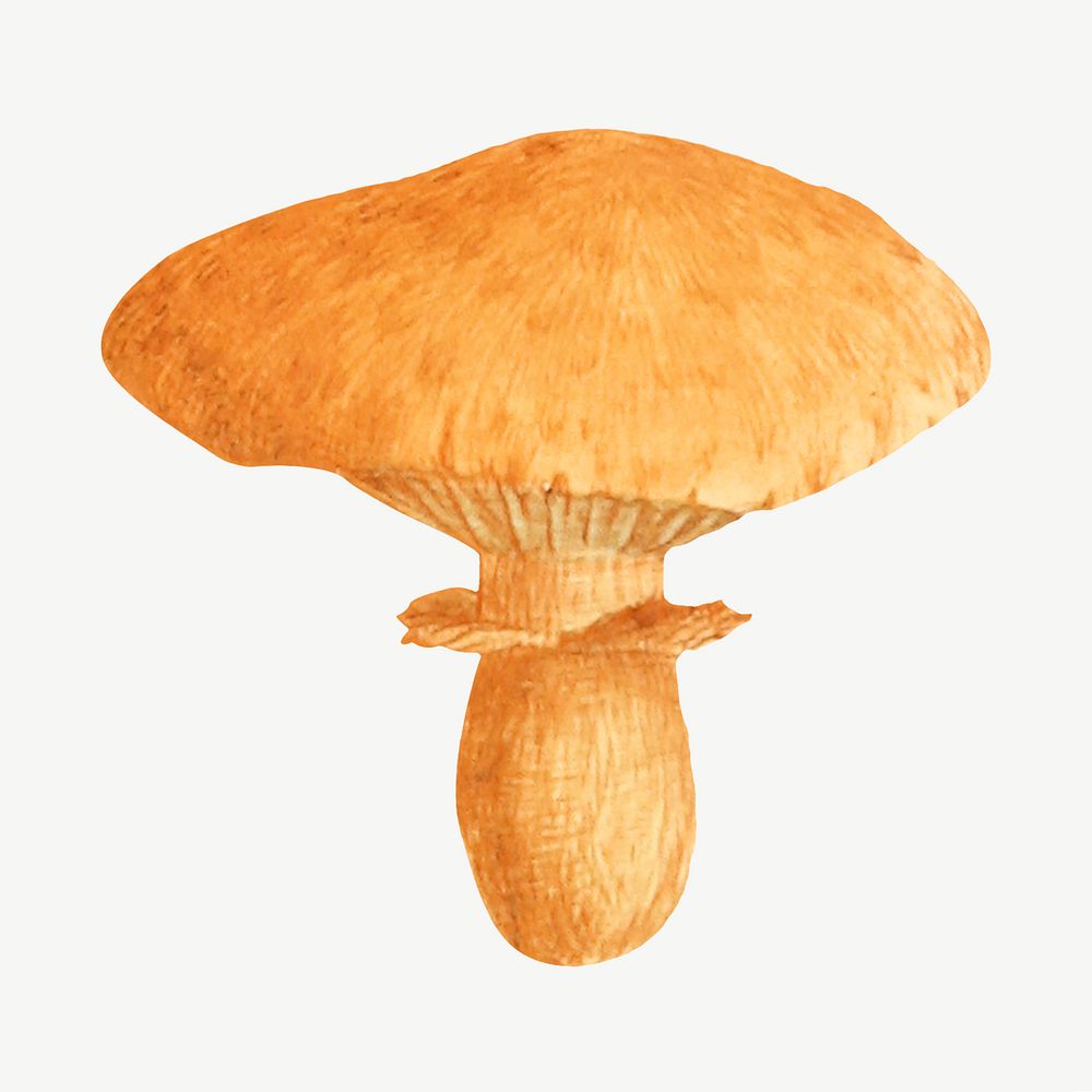 Orange mushroom, vintage botanical illustration by James Sowerby psd. Remixed by rawpixel.