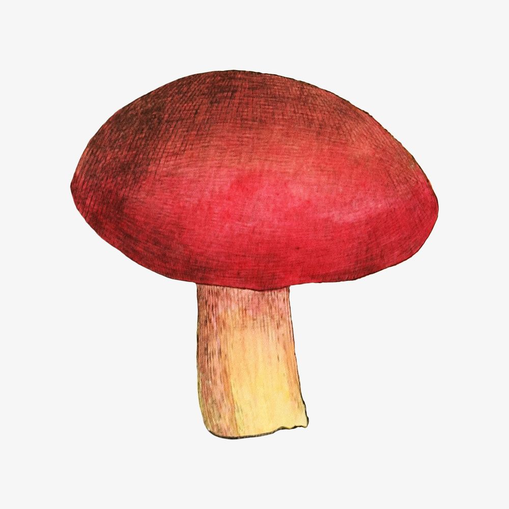 Red mushroom, vintage botanical illustration by James Sowerby. Remixed by rawpixel.