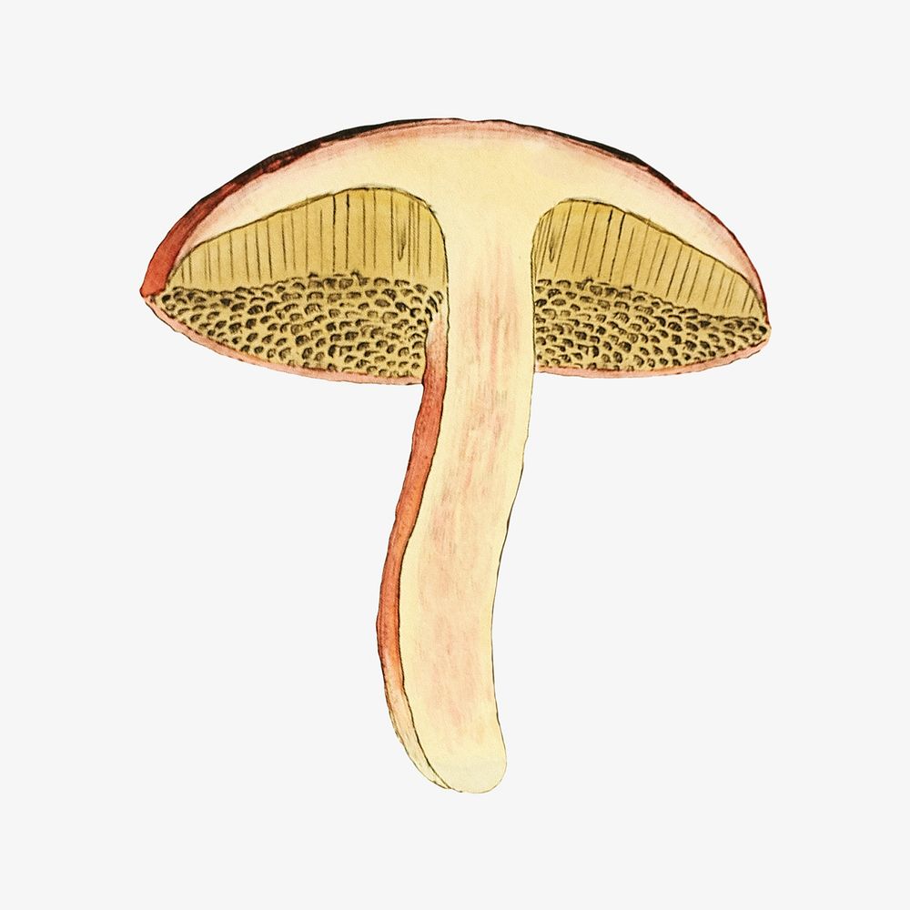 Mushroom, vintage botanical illustration by James Sowerby. Remixed by rawpixel.
