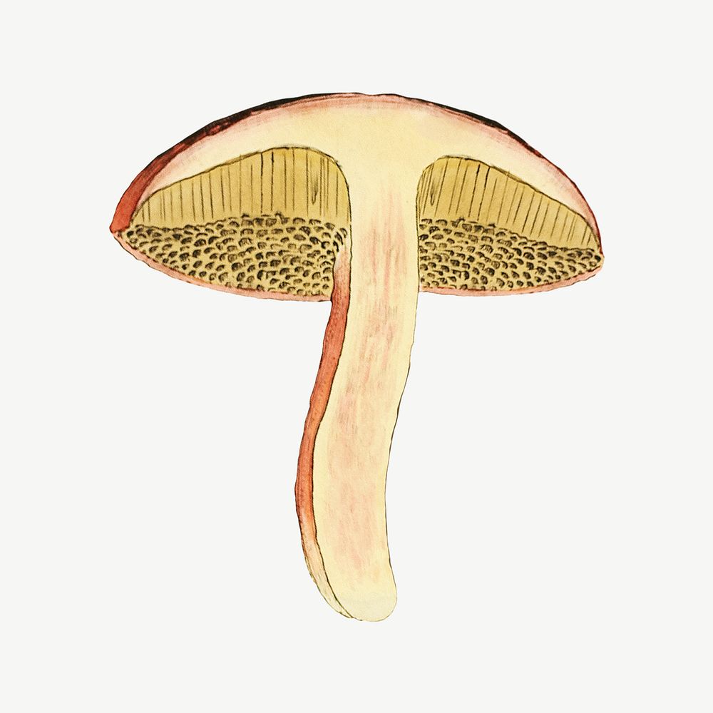 Mushroom, vintage botanical illustration by James Sowerby psd. Remixed by rawpixel.