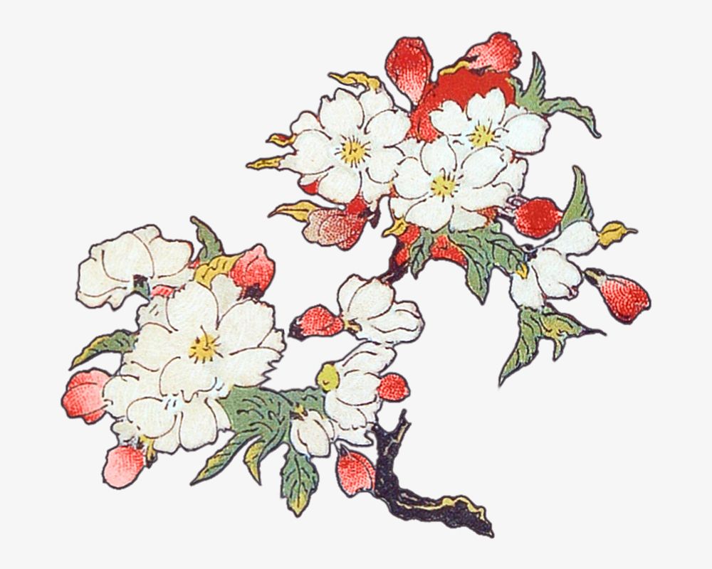 Japanese white flower, vintage botanical illustration. Remixed by rawpixel.