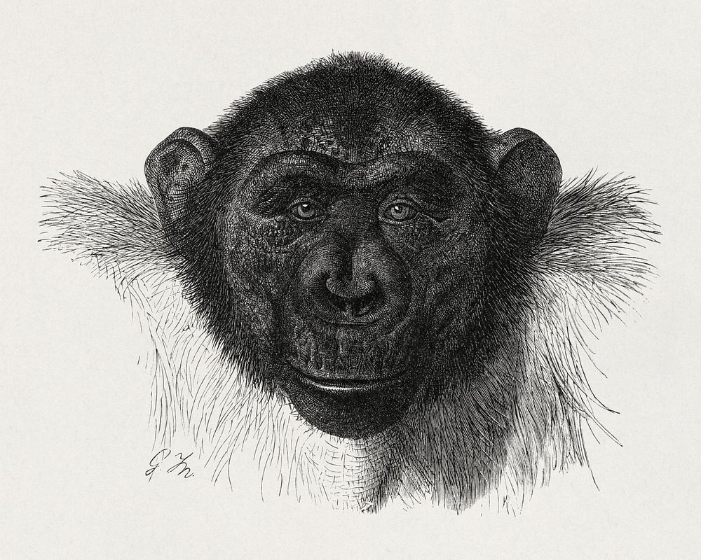 Chimpanzee-drawing (1927), vintage monkey illustration. Original public domain image from Wikimedia Commons. Digitally…