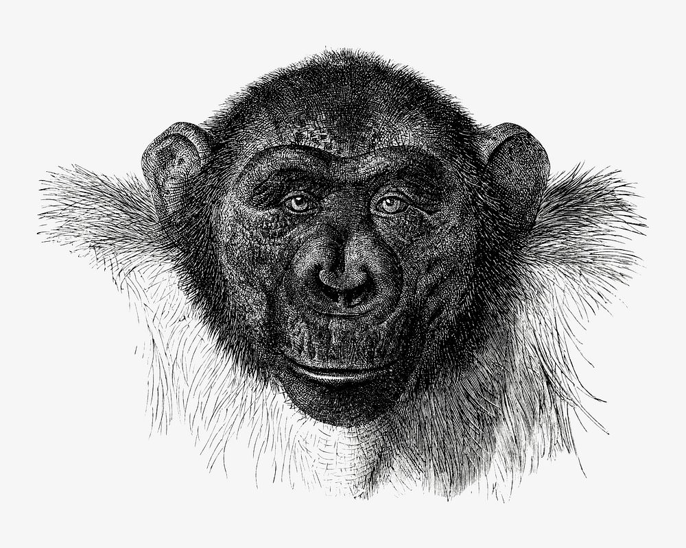Chimpanzee drawing, vintage monkey illustration. Remixed by rawpixel.