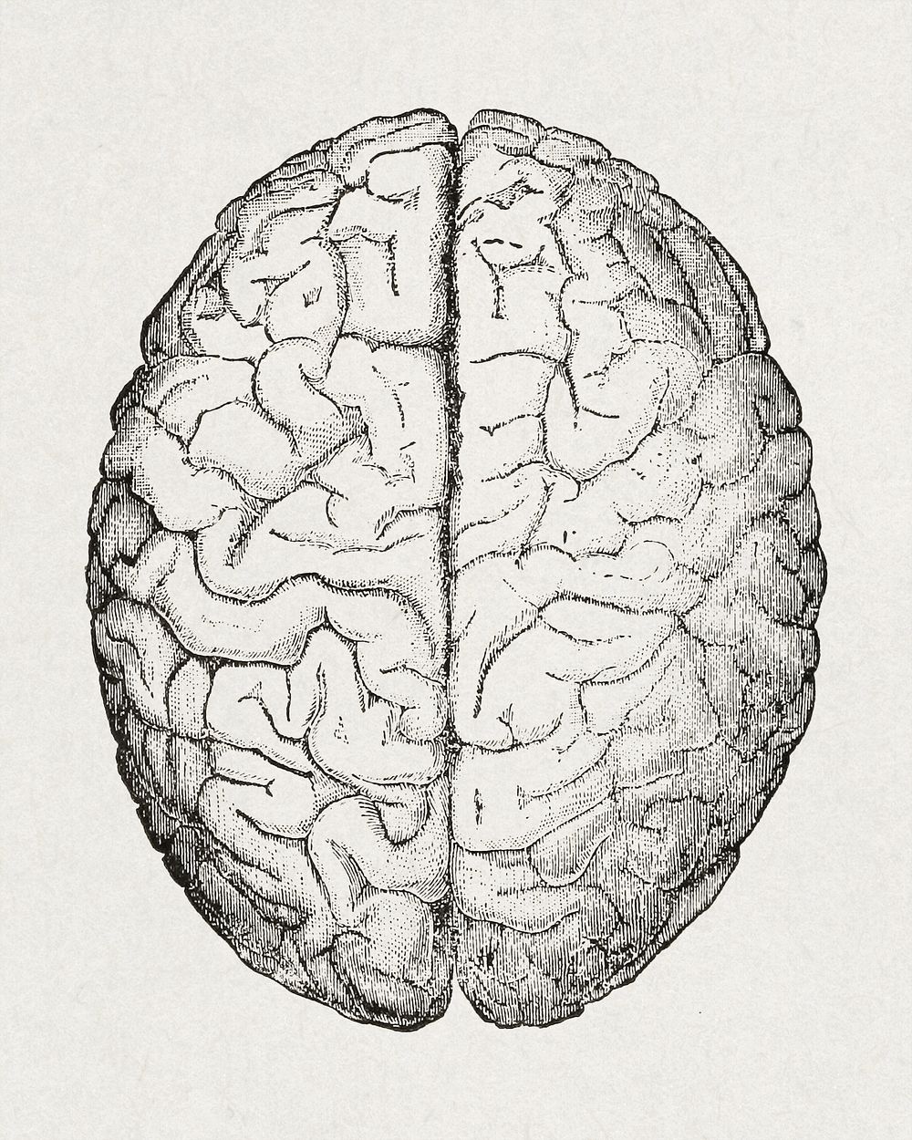 Anatomy, physiology and hygiene (1890), vintage human brain illustration. Original public domain image from Wikimedia…