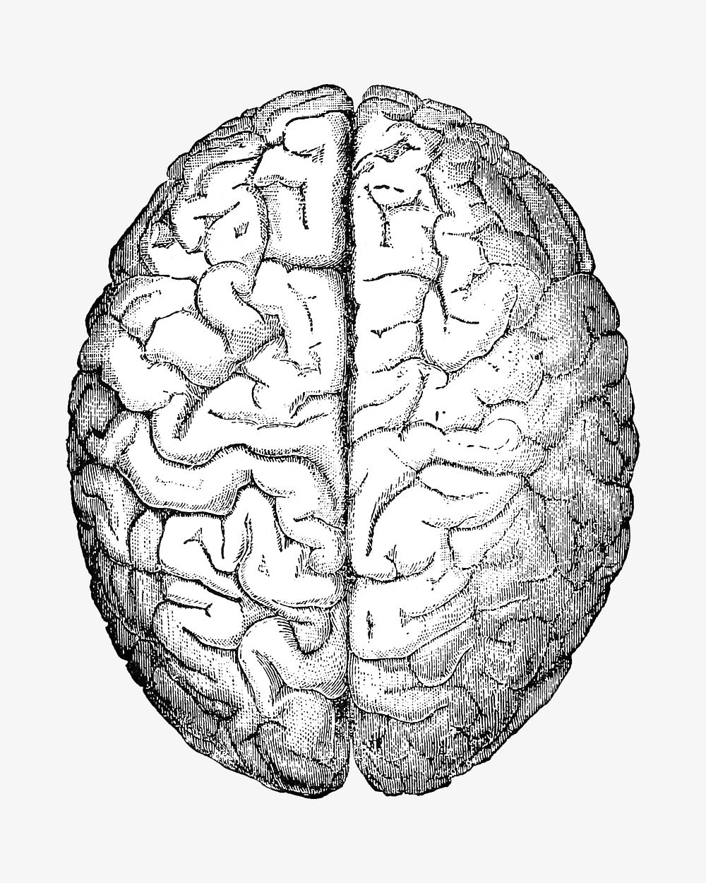 Brain illustration. Remixed by rawpixel.