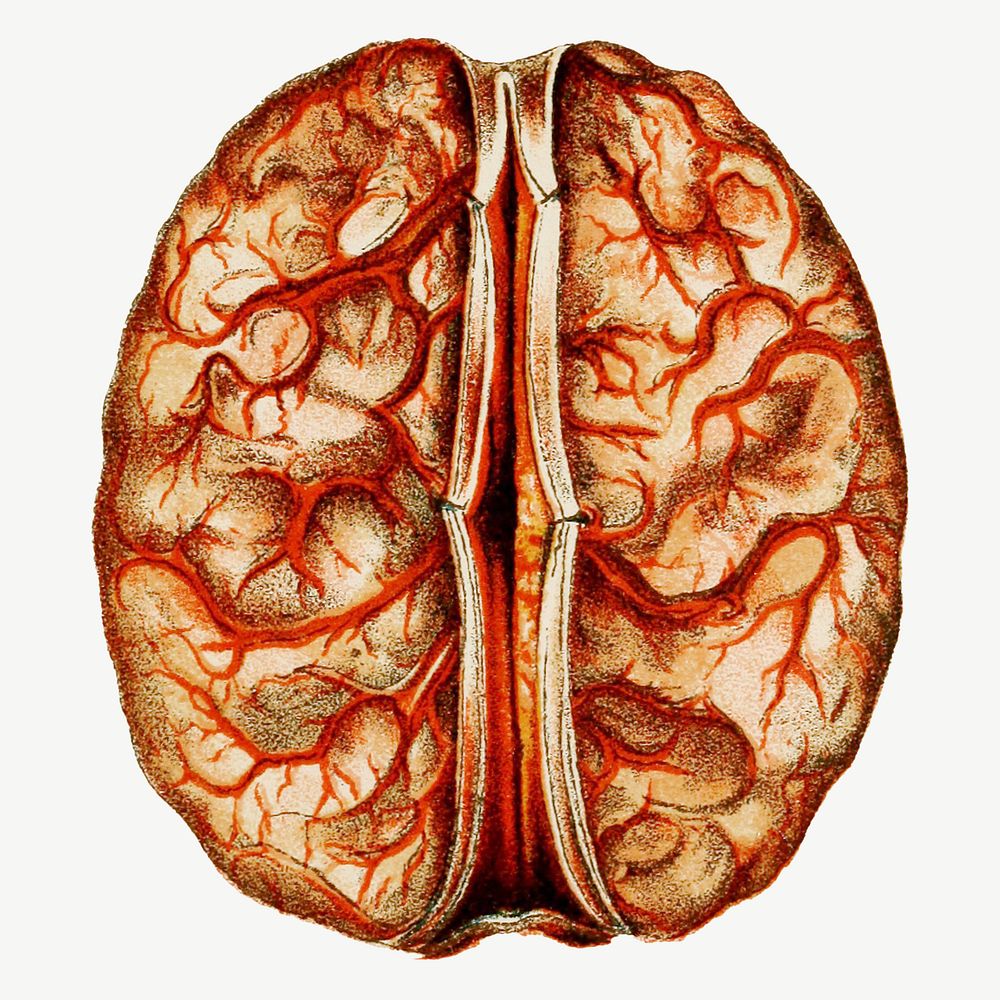 Brain, medical illustration psd