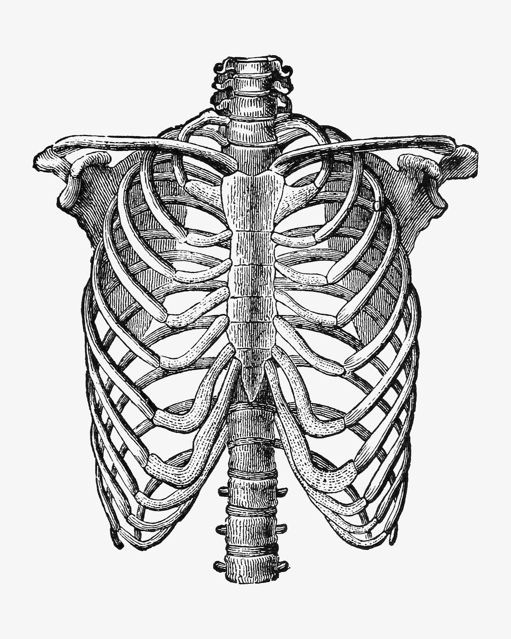 Human lungs anatomy, vintage bone illustration. Remixed by rawpixel.