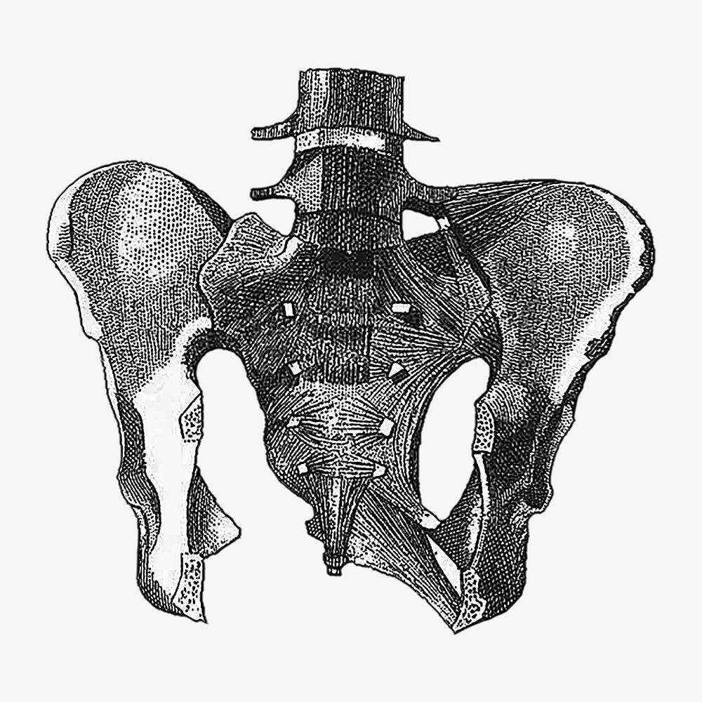 Human bone, vintage illustration by painter from Brockhaus and Efron Encyclopedic Dictionary. Remixed by rawpixel.