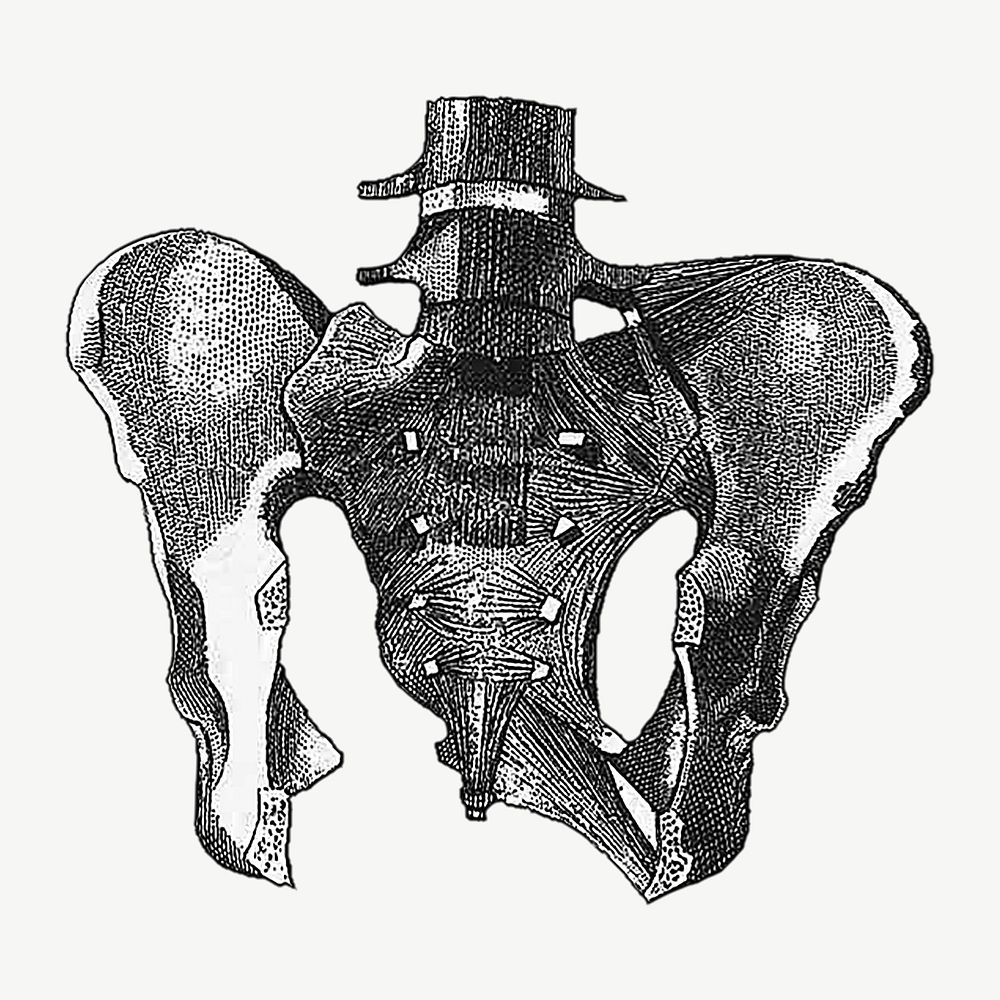 Human bone, vintage illustration by painter from Brockhaus and Efron Encyclopedic Dictionary psd. Remixed by rawpixel.