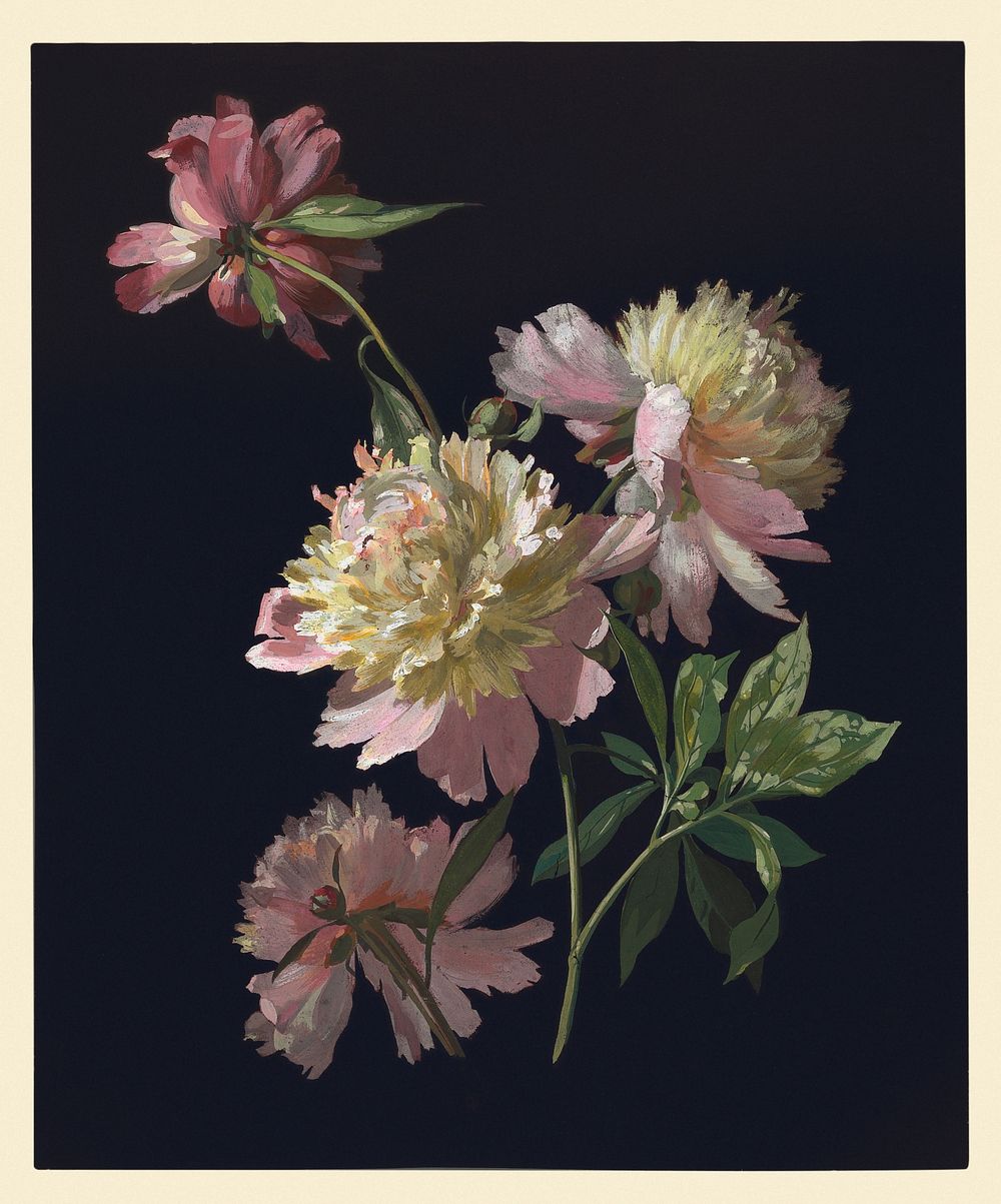 Flower Study, Peonies (1900), vintage botanical illustration. Original public domain image from The Smithsonian Institution.…