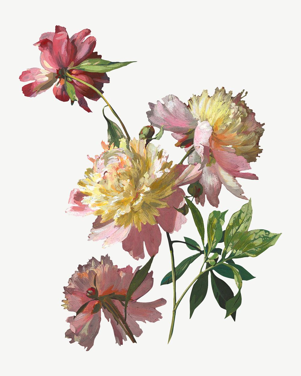 Peony flower, vintage botanical illustration psd. Remixed by rawpixel.