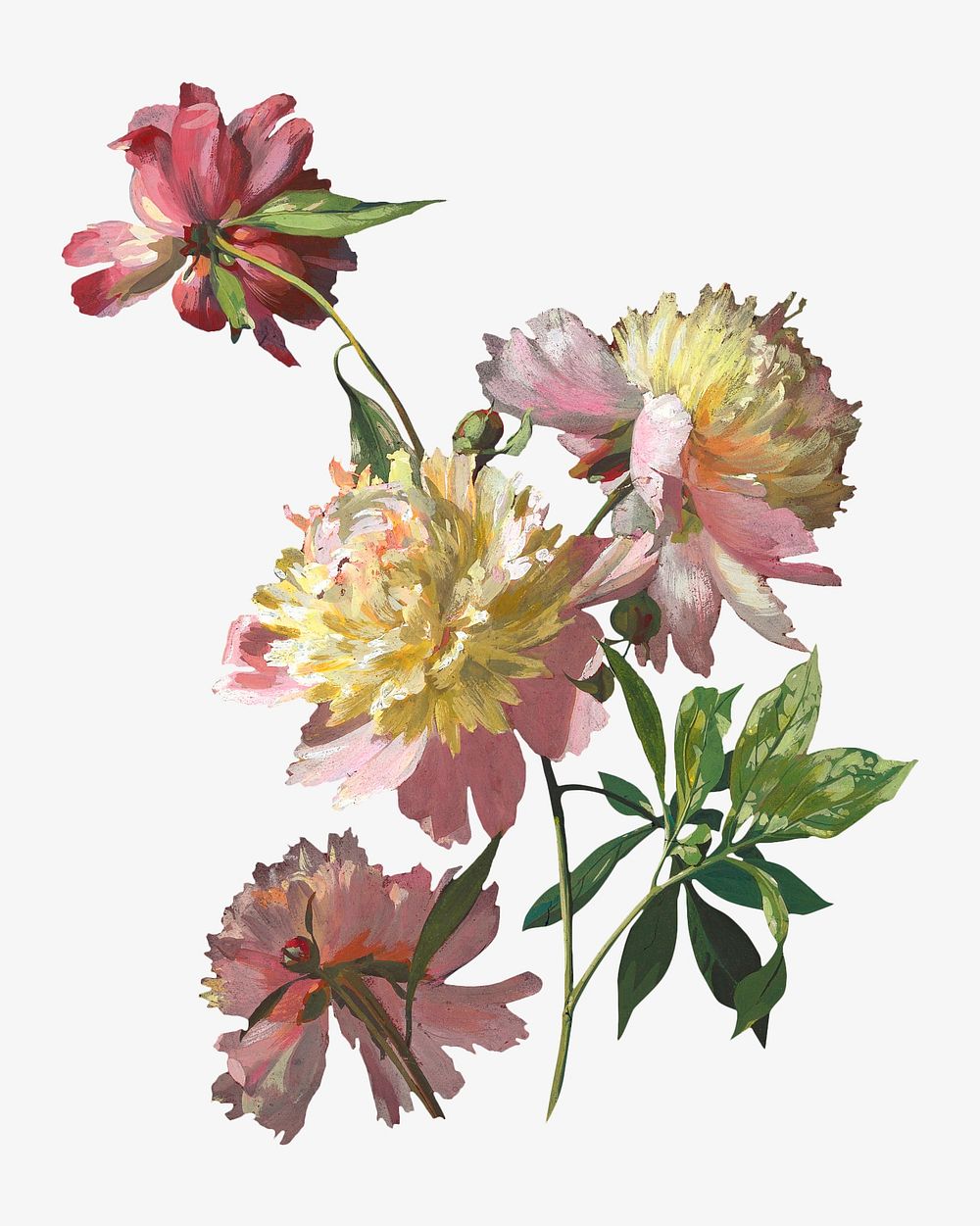 Peony flower, vintage botanical illustration. Remixed by rawpixel.