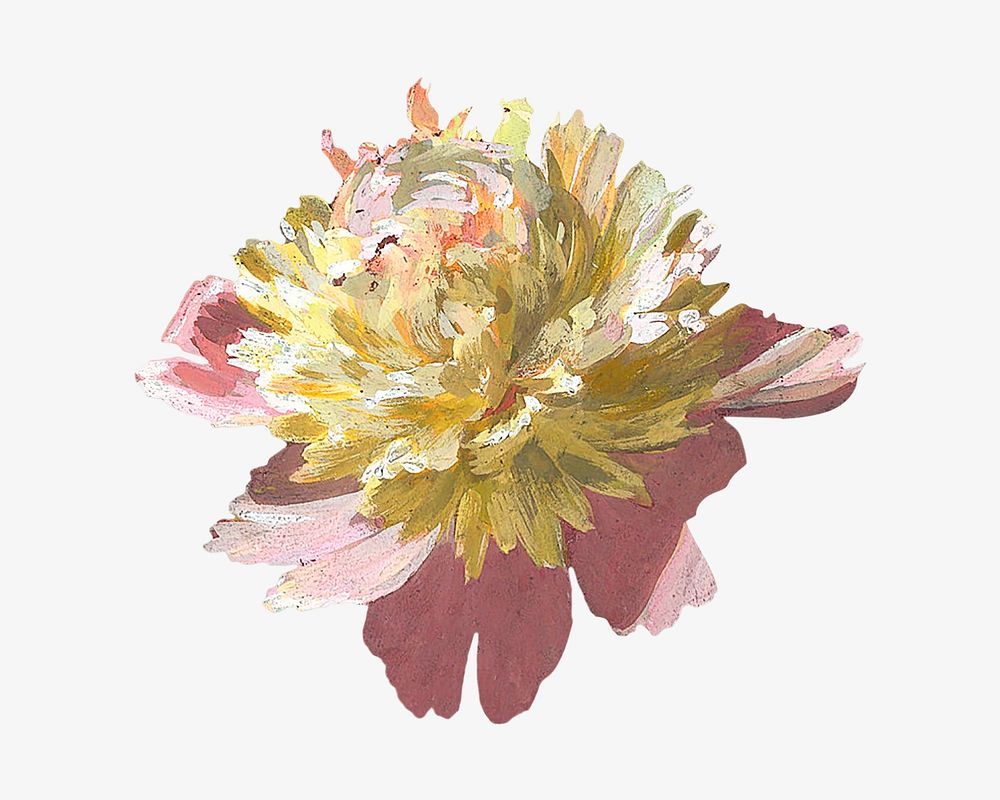 Peony flower, vintage botanical illustration. Remixed by rawpixel.