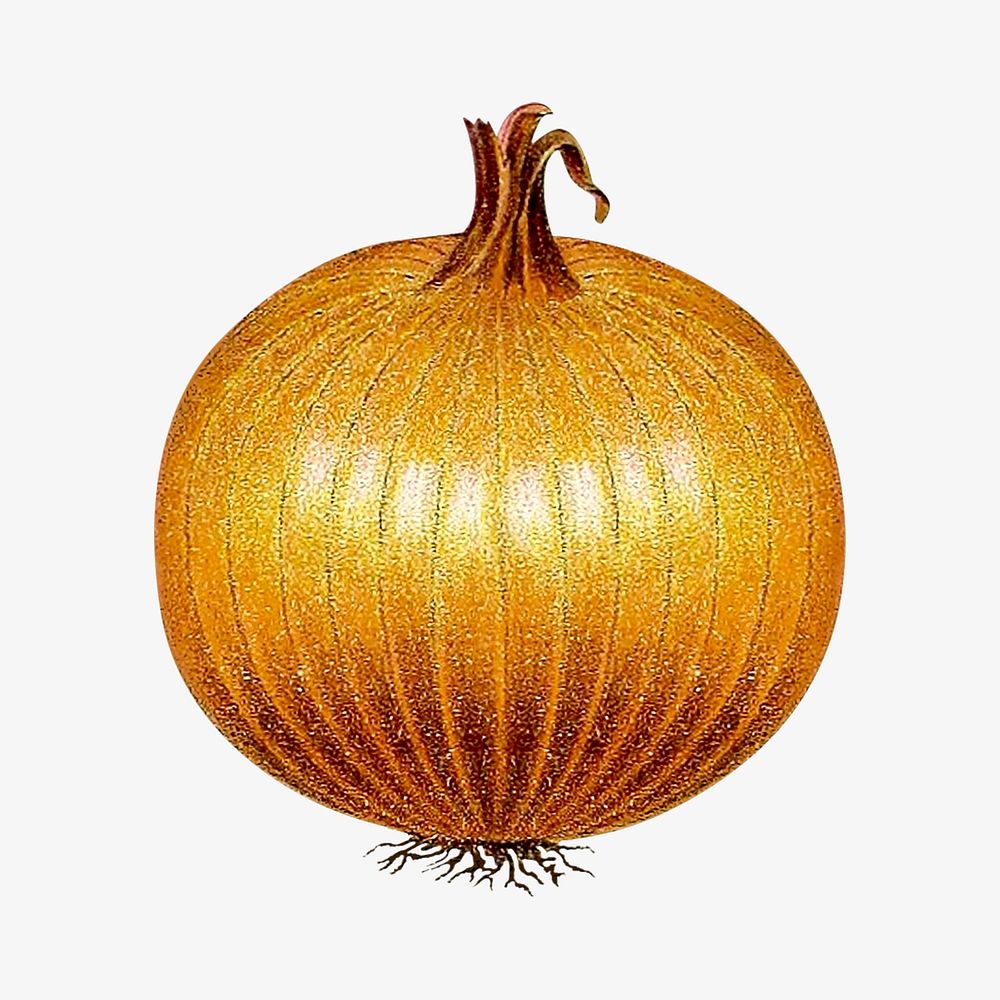 Vintage onion chromolithograph collage element. Remixed by rawpixel. 