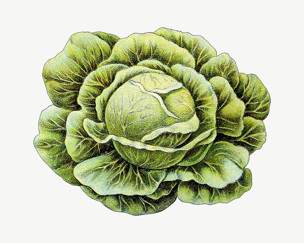 Vintage cabbage chromolithograph collage element psd. Remixed by rawpixel. 