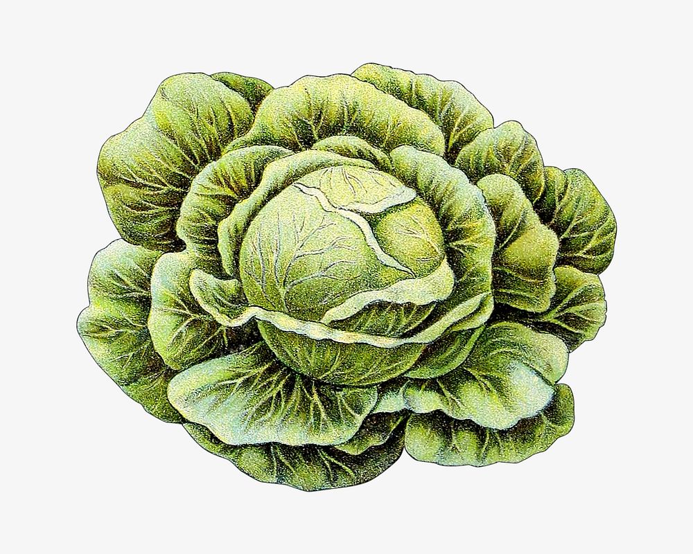 Vintage cabbage chromolithograph collage element. Remixed by rawpixel. 