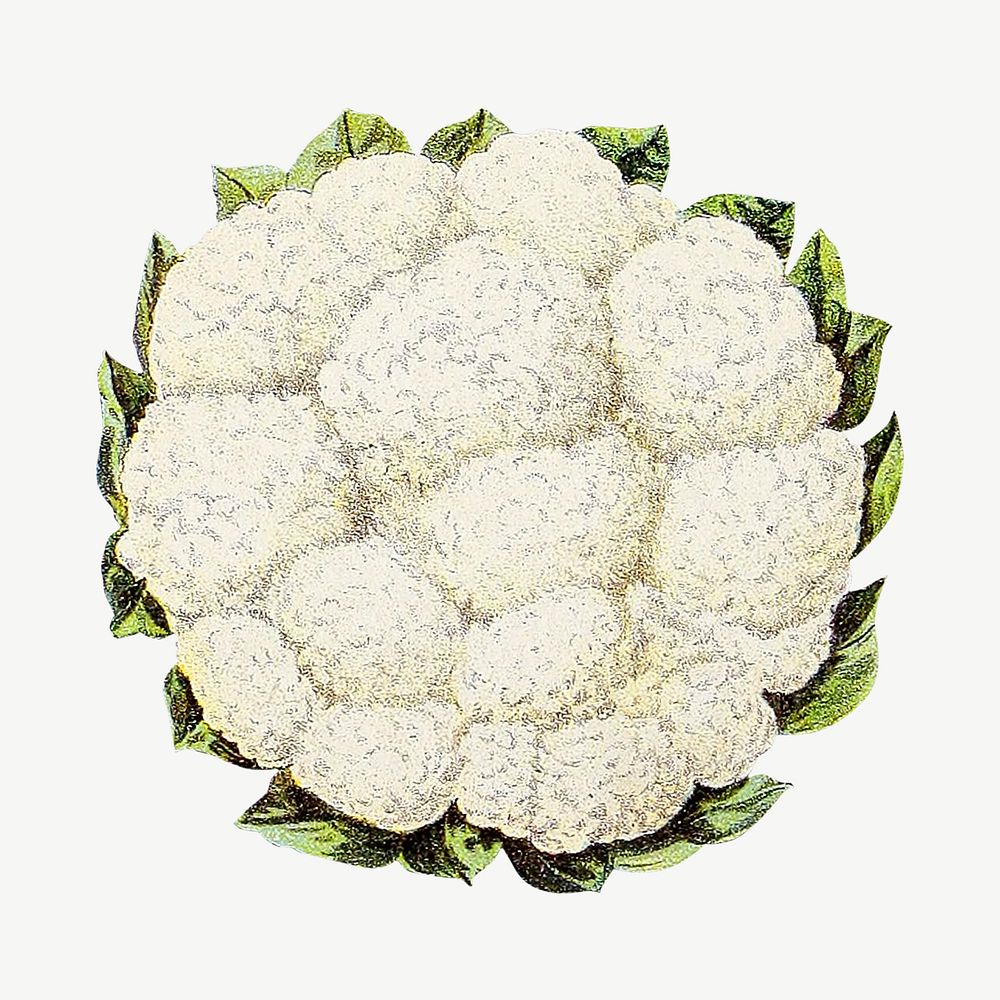 Vintage cauliflower chromolithograph collage element psd. Remixed by rawpixel. 