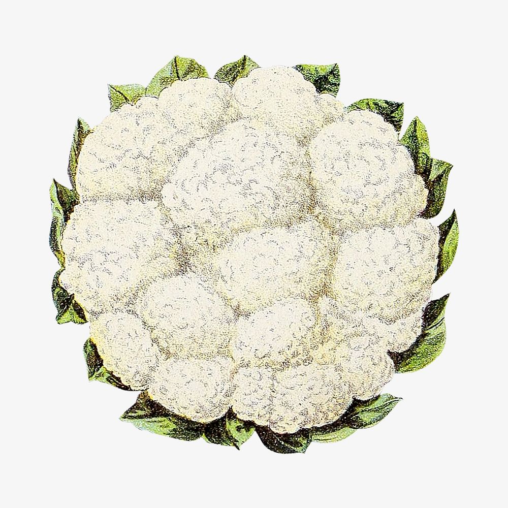 Vintage cauliflower chromolithograph collage element. Remixed by rawpixel. 