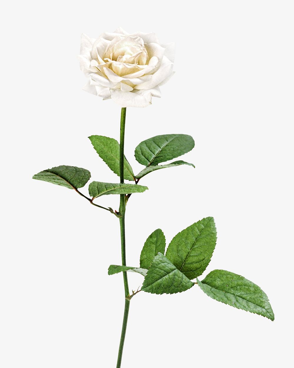 White rose isolated image on white