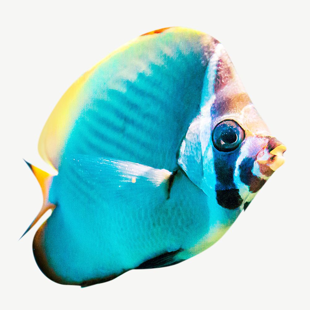 Exotic fish  animal collage element psd