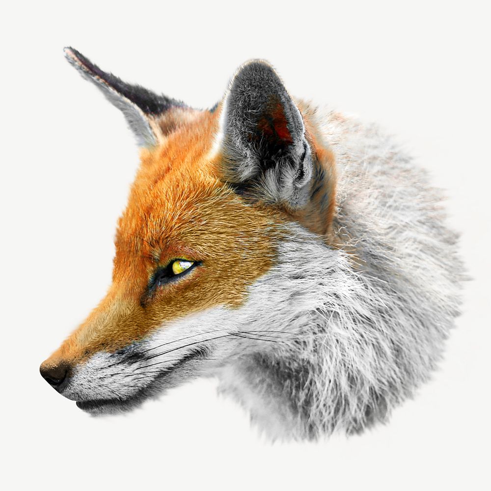 Orange fox, side view collage element psd