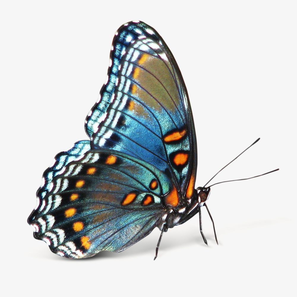 Blue butterfly, isolated image