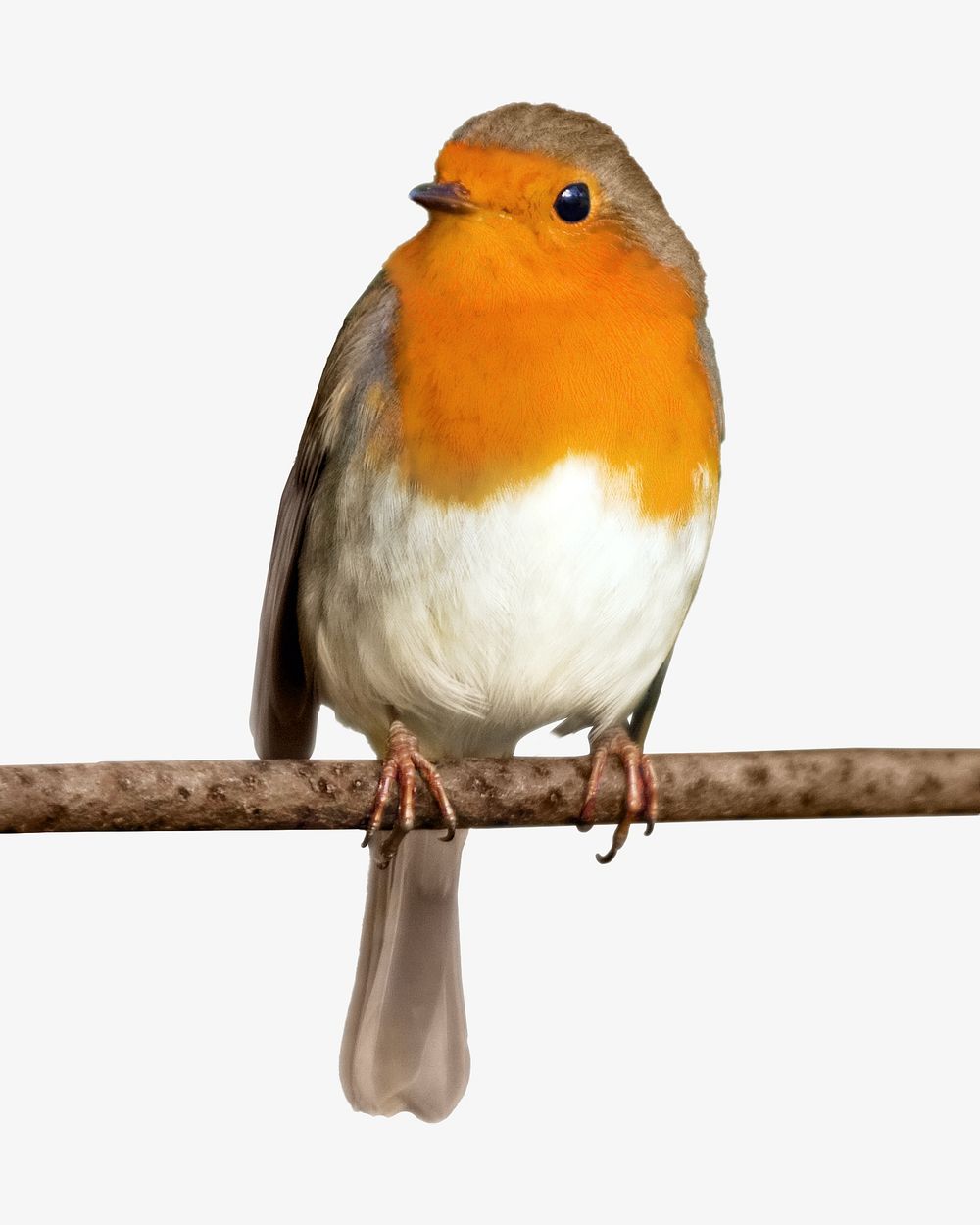 Cute bird, animal isolated image