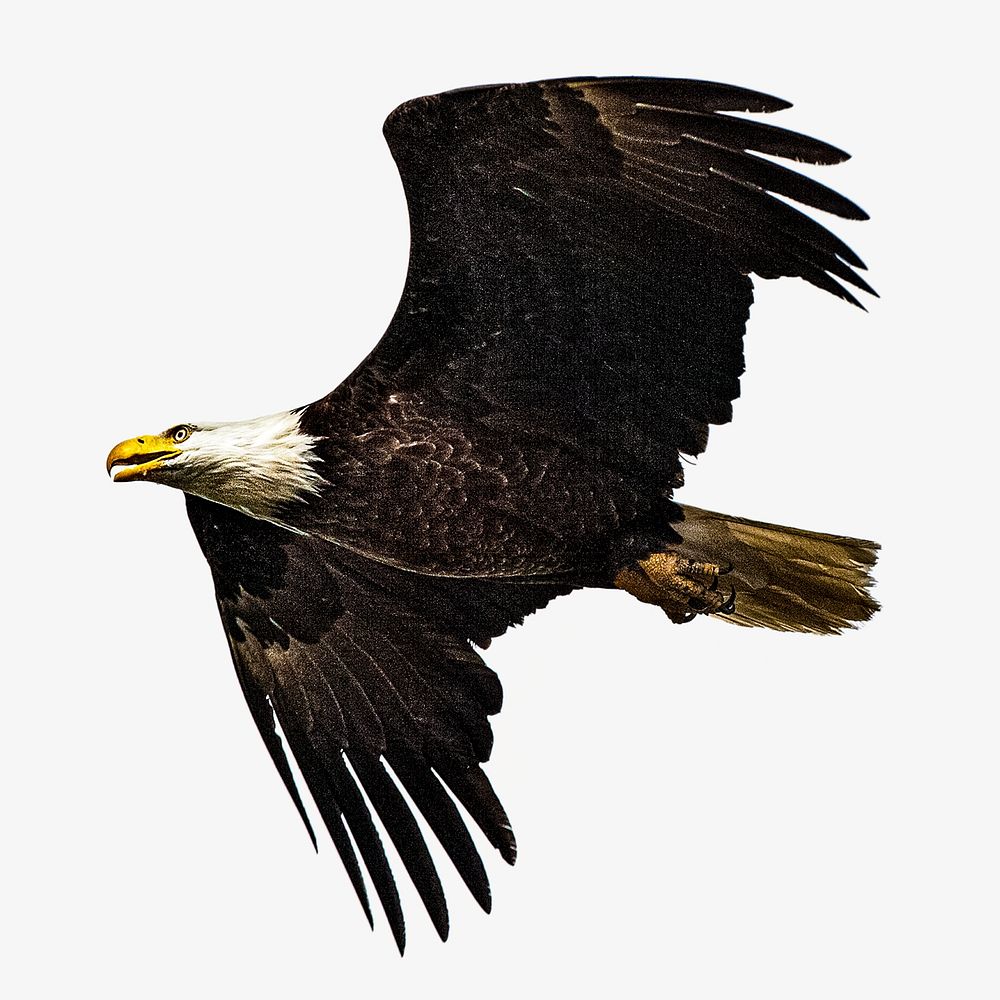 Bald eagle isolated image on white