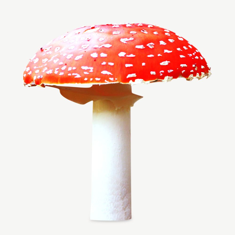 Toadstool mushroom collage element psd