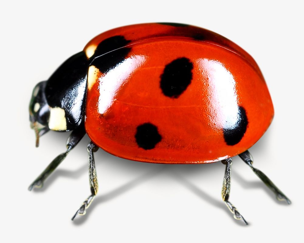 Ladybug isolated image