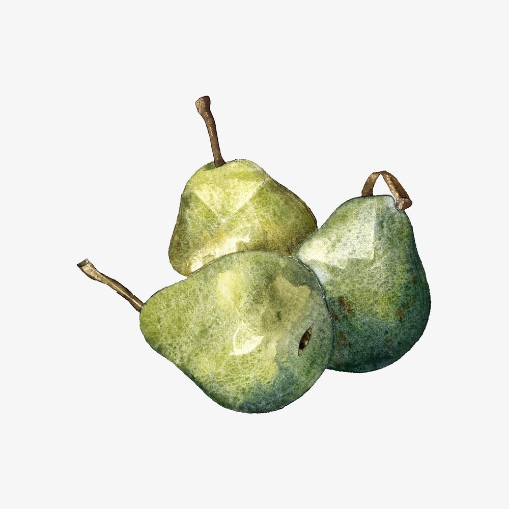 Watercolor green pear  collage element. Remixed by rawpixel.