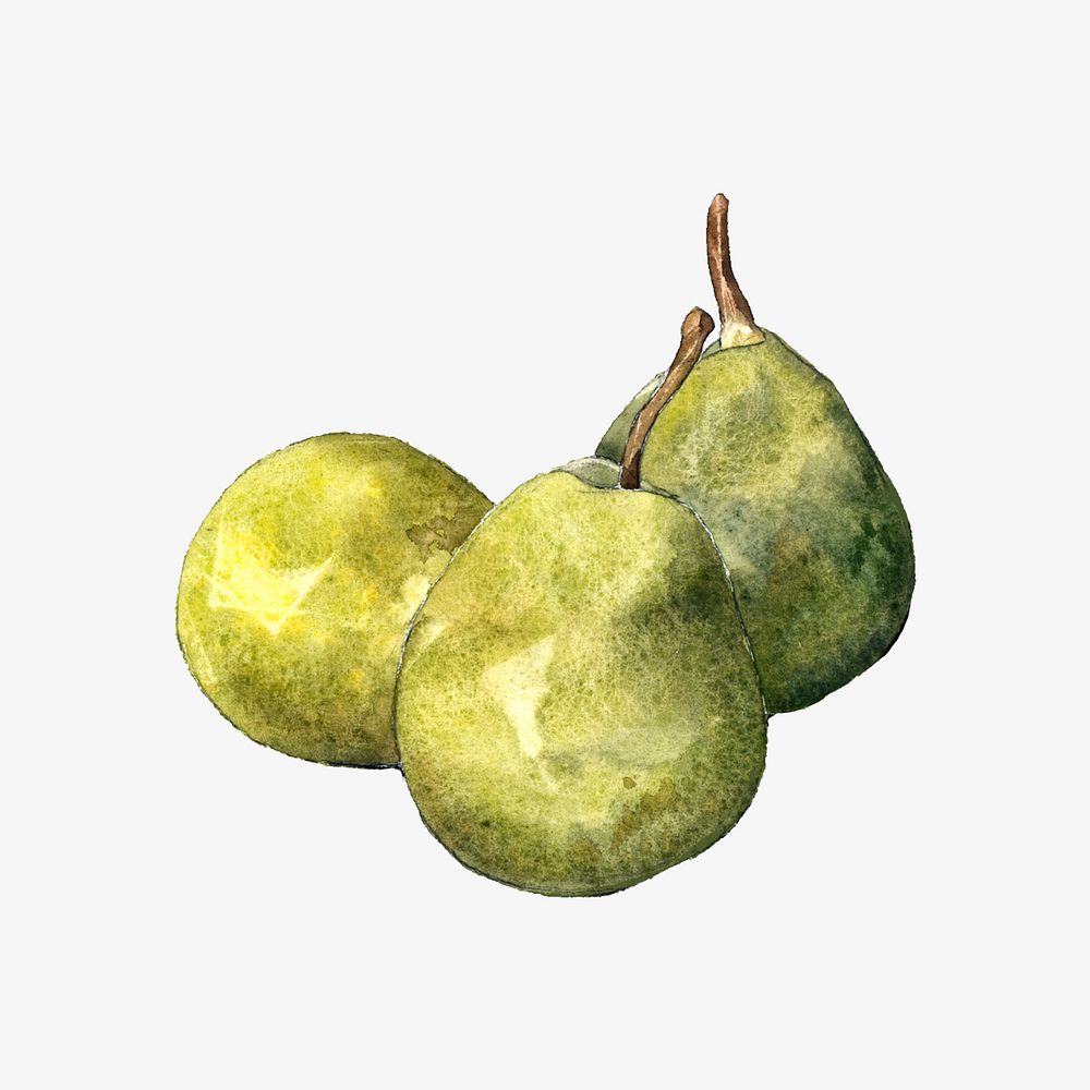 Watercolor green pear  collage element. Remixed by rawpixel.
