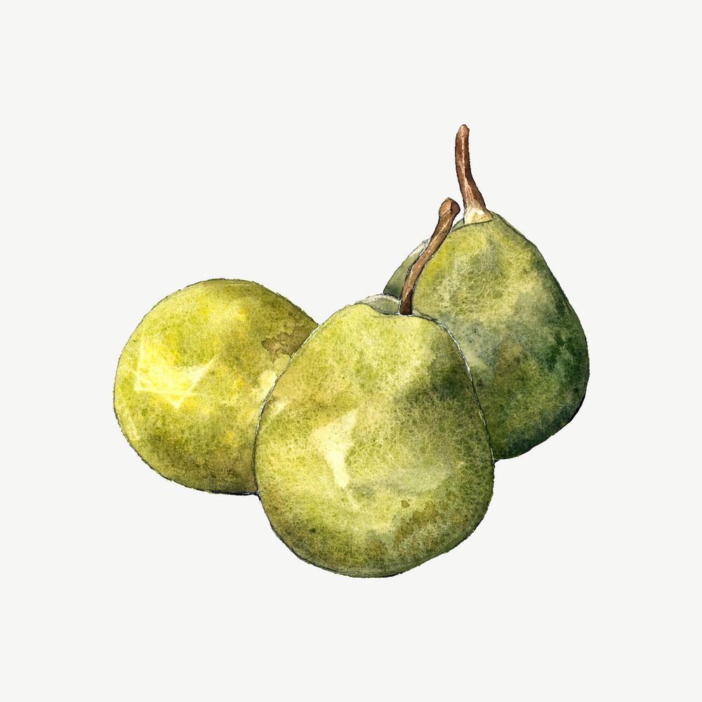 Watercolor green pear collage element psd. Remixed by rawpixel.