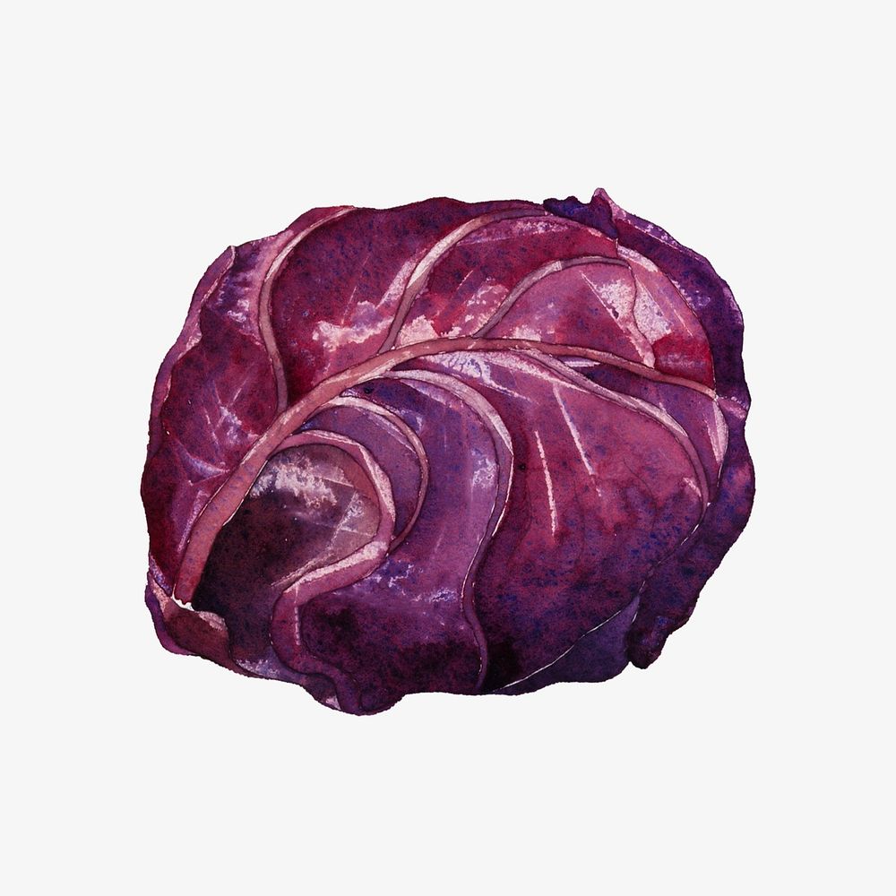 Watercolor red cabbage  collage element. Remixed by rawpixel.
