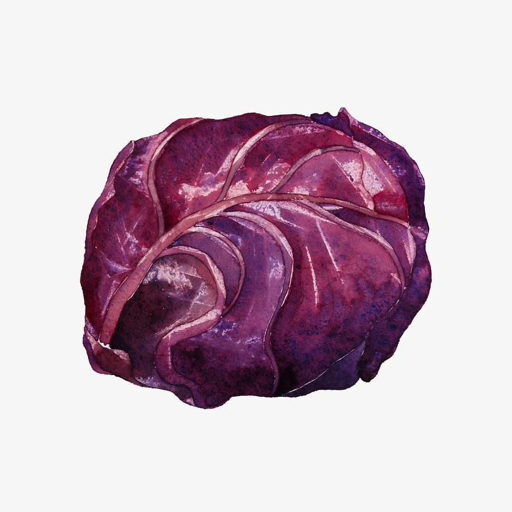 Red cabbage watercolor collage element psd. Remixed by rawpixel.