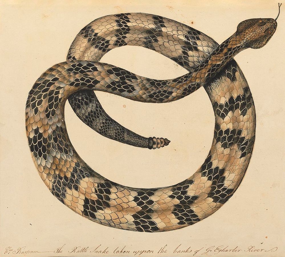 Vintage snake illustration