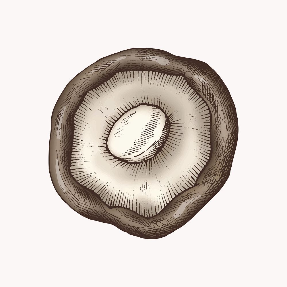 Shiitake mushroom illustration vector