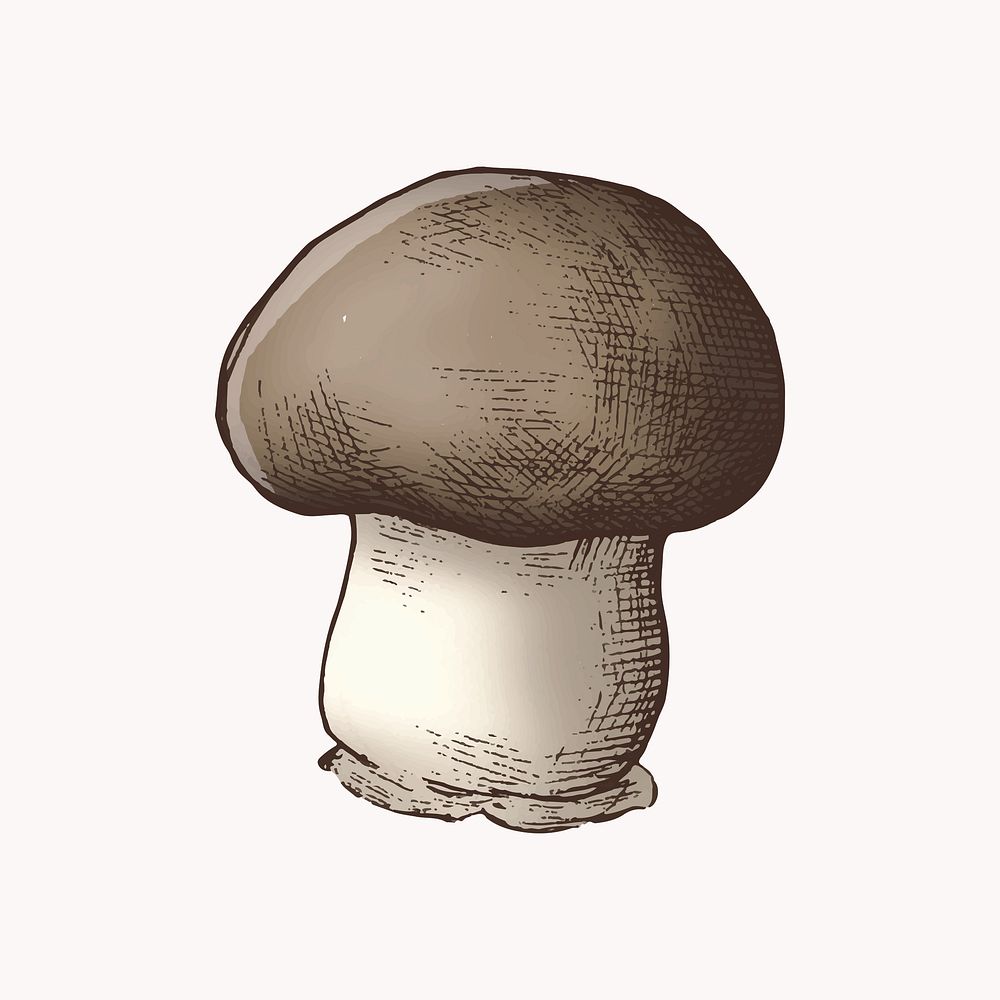 Cremini mushroom illustration vector