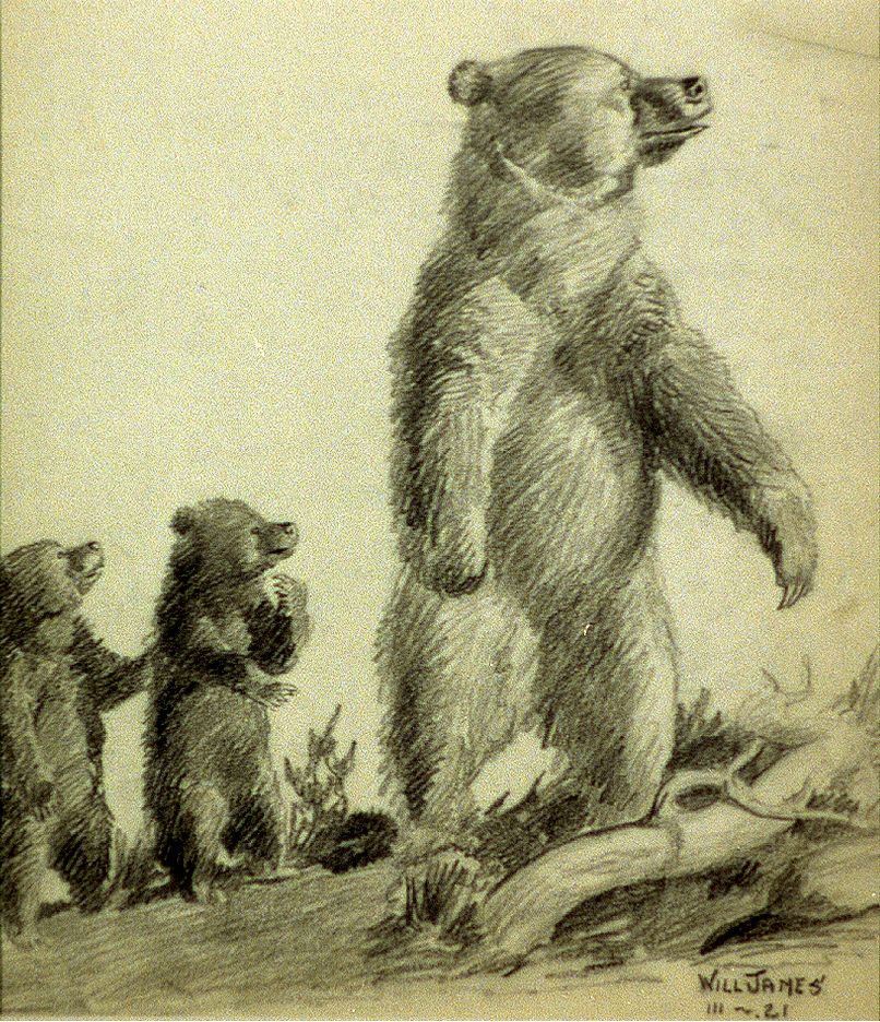 Echo Mountain grizzly (1921) by Will James